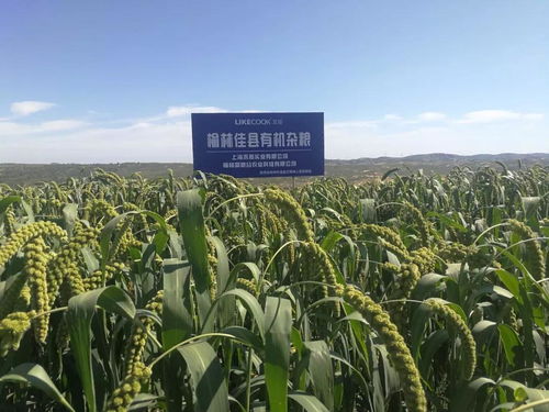 好粥相伴隨，每天好心情——金沙谷里的溫情故事